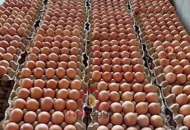 fresh table eggs for world egg market