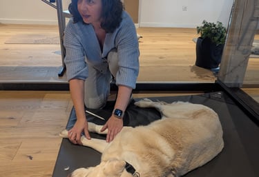 Svenja behandelt Labrador Pelle und erklärt den Teilnehmern eines Seminars, was zu tun ist.