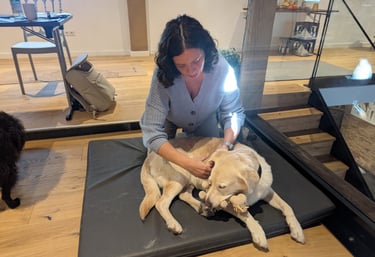 Hundephysiotherapie in Karlstein – Svenja Stoll behandelt einen Hund mit Shiatsu, Massage und Mobilisation