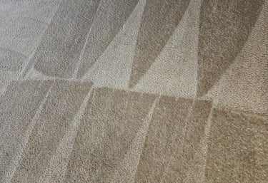 Professional carpet cleaning results showing fresh triangle vacuum patterns on tan plush flooring.