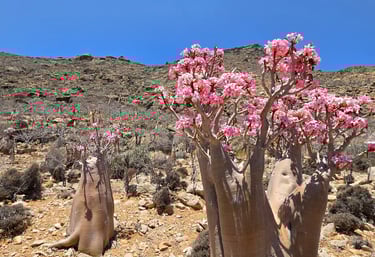 Socotra guide