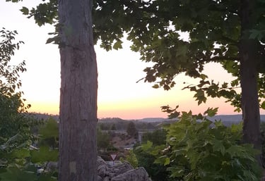 La naturaleza, árboles y atardecer