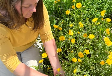 A herbalist picking Calendula flowers with Oregano in the back ground
