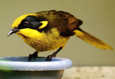 A yellow-tufted honeyeater bird with distinctive yellow and black plumage perched on a blue bird feeder.