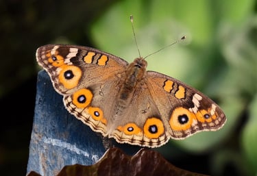 A brown Junonia lemonias butterfly with orange and blue eyespots resting on a blue post.