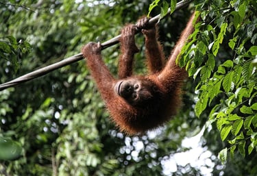 A young Bornean orangutan hanging upside down from a vine in a lush tropical rainforest canopy.