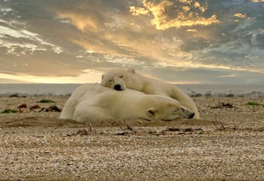 Two polar bears sleeping on a rocky Arctic beach under a golden sunset sky.