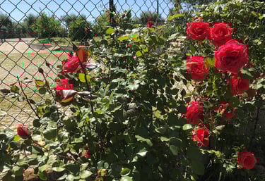 foto rode rozen Vakantie Appartement