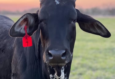 KCC Black Brahman