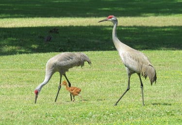 Generational Graze