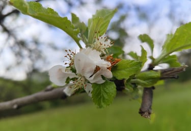 pommier sauvage laura cotting