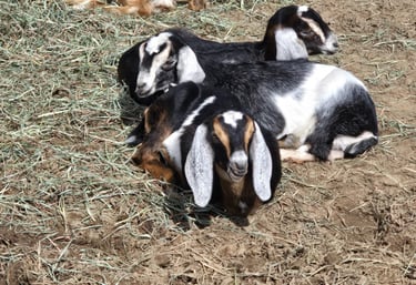 Nubian goats