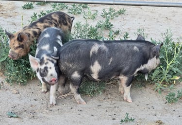 Purebred kunekune pigs
