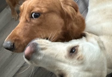 Golden retriever and labrador retriever