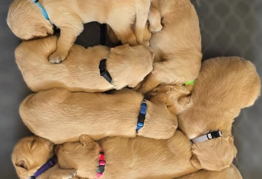 purebred golden retriever puppies