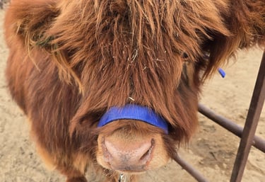 Purebred scottish highland cows