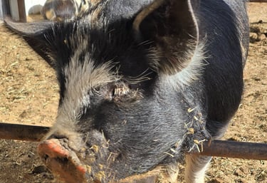 Purebred kunekune pigs