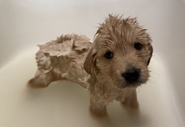 purebred golden retriever puppy