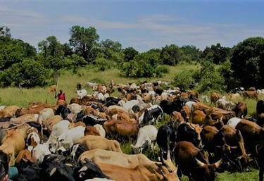 Bétail dans l'Adamaoua