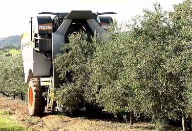 machine recolteuse oliv agadir