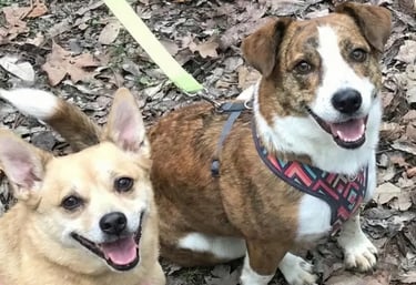 Macie and Mindy ready for their first RV road trip — Horacio & Visconti