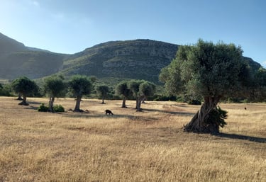 Field of ancient olive trees in the Llevant Peninsula Natural Park