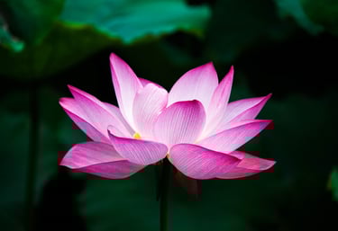 Lotus Flower by Hong Zhang. Source: Wikimedia Commons