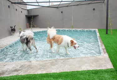 cachorro na piscina