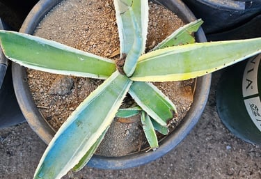 Young agave plant grown by Steve Sanchez