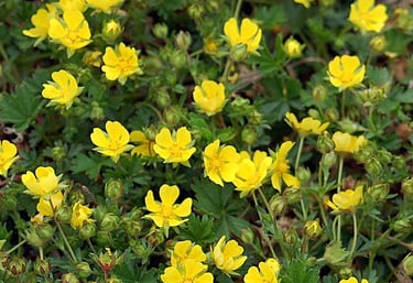 Potentilla verna