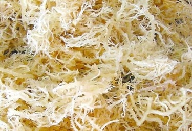 PREMIUM EXPORT DRIED EUCHEUMA COTTONII