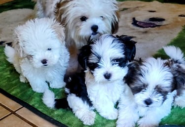 MalShi Mal Shi Mal-Shi Puppies