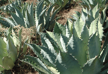 agave tobala plant