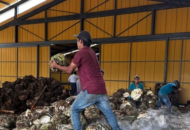 a man is standing in a pile of bundles of sugar canes
