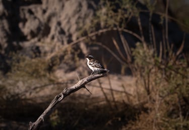 safari, oiseau dans la savane