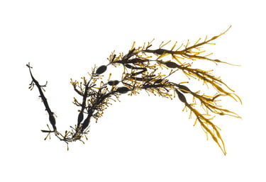 Ascophyllum nodosum