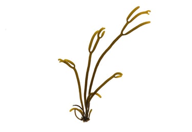 Bifurcaria bifurcata