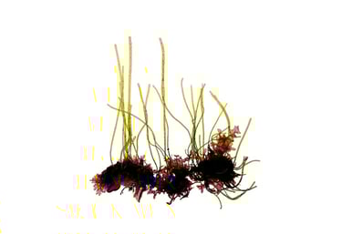 Chaetomorpha coliformis