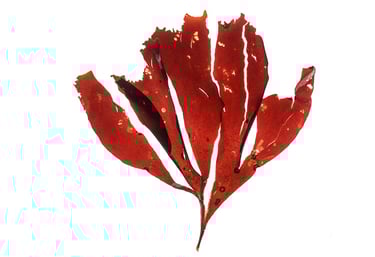 Dilsea carnosa