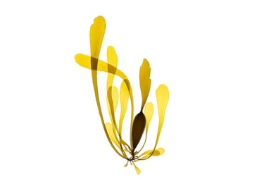 Egregia menziesii