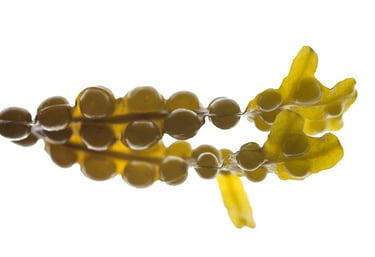 Fucus vesiculosus