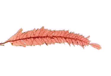 Phycodrys rubens