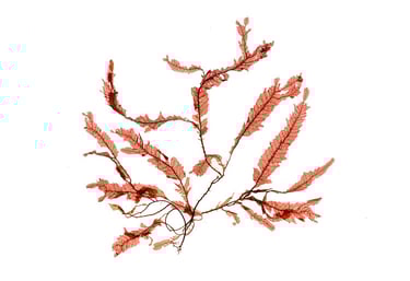Phycodrys rubens