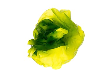 Ulva lactuca