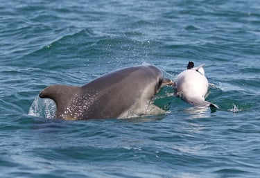 Dolphin