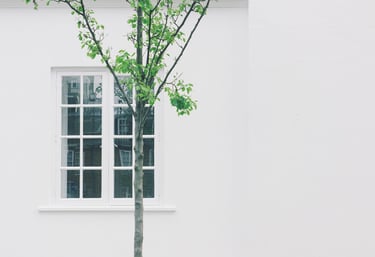 a tree in front of a white building
