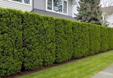 Maintained Hedge