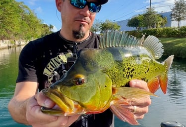 Captura de pavón en Miami