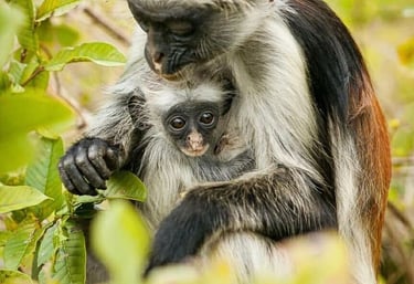 Zanzibar red colobus monkey carrying its baby in Jozani Forest during a wildlife tour