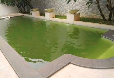 kolam renang dengan air hijau berlumut